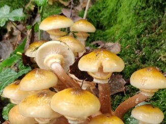 Funghi chiodini - Armillaria mellea