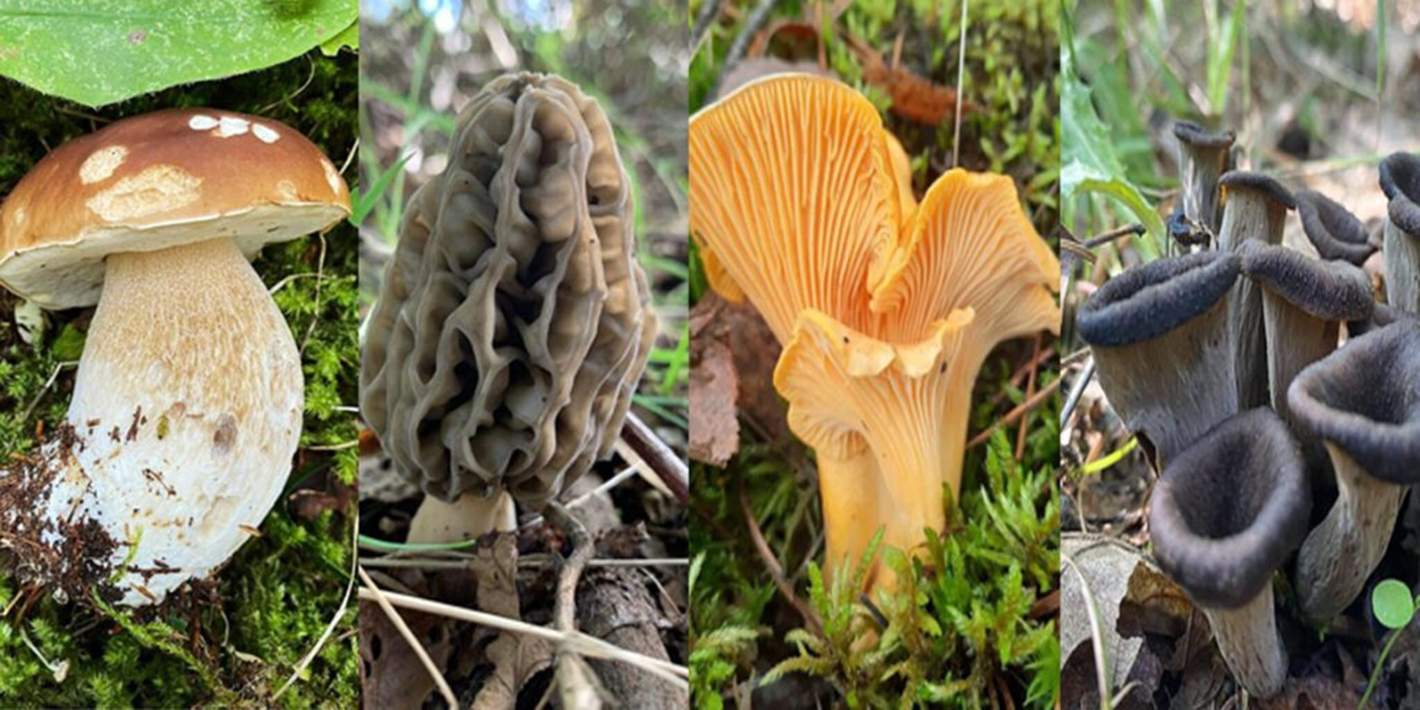 Tabella dei funghi commestibili Cacciatoridifunghi
