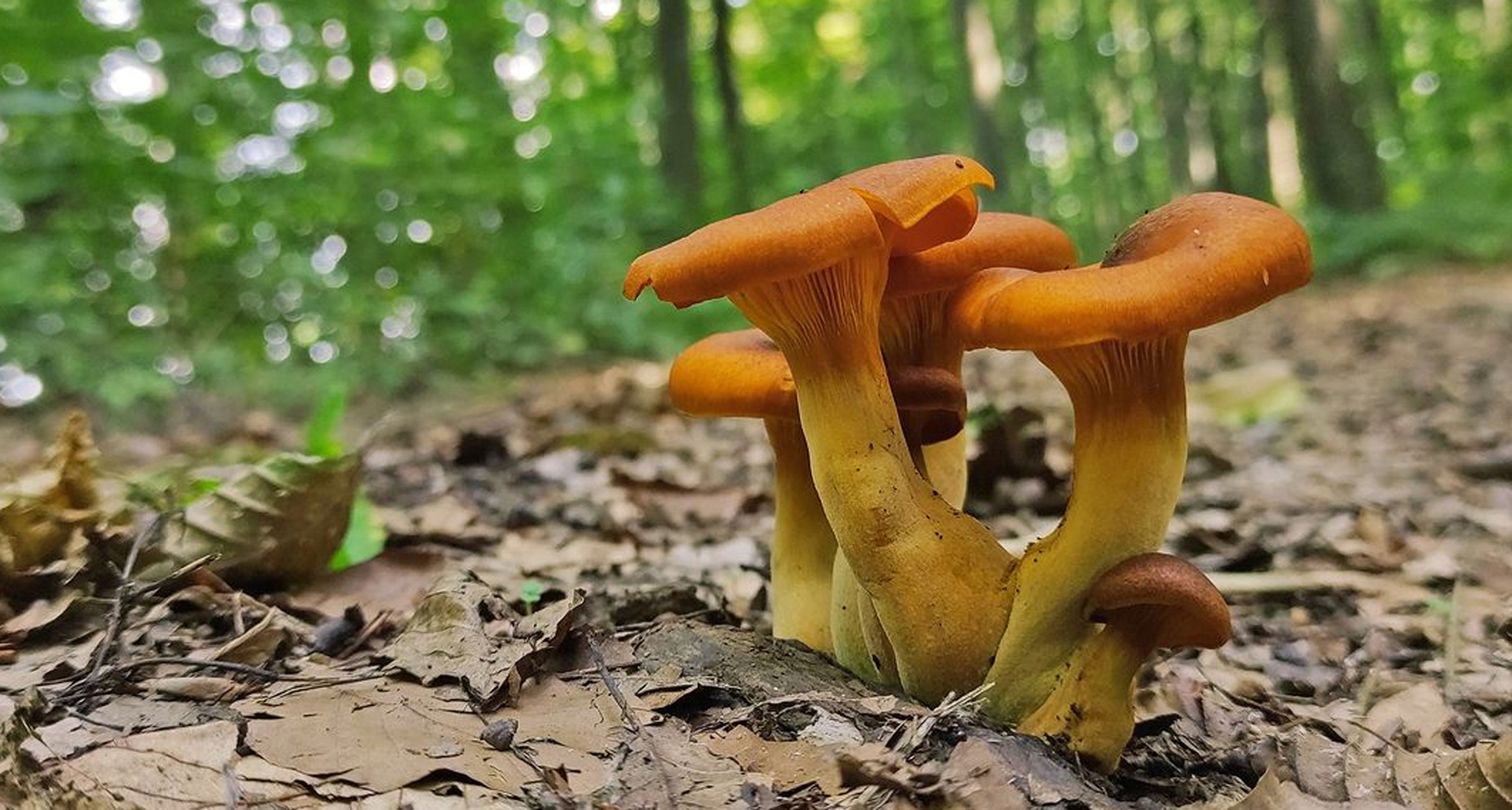 Riconoscere i falsi finferli velenosi - Cacciatoridifunghi