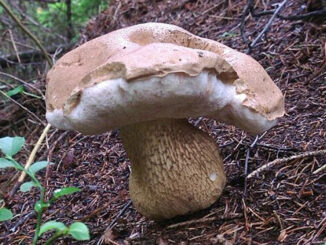 Tylopilus felleus - Boleto del fiele