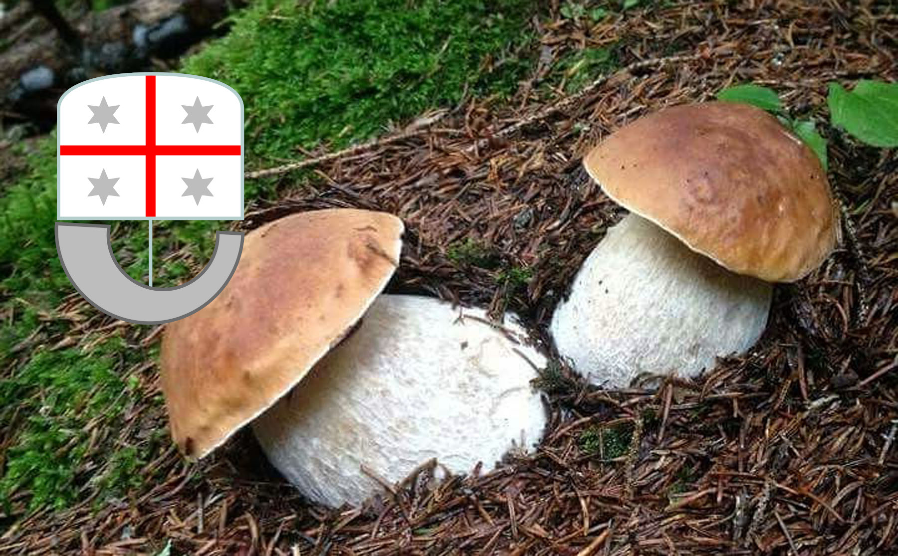 Dove trovare funghi porcini in Liguria? Cacciatoridifunghi