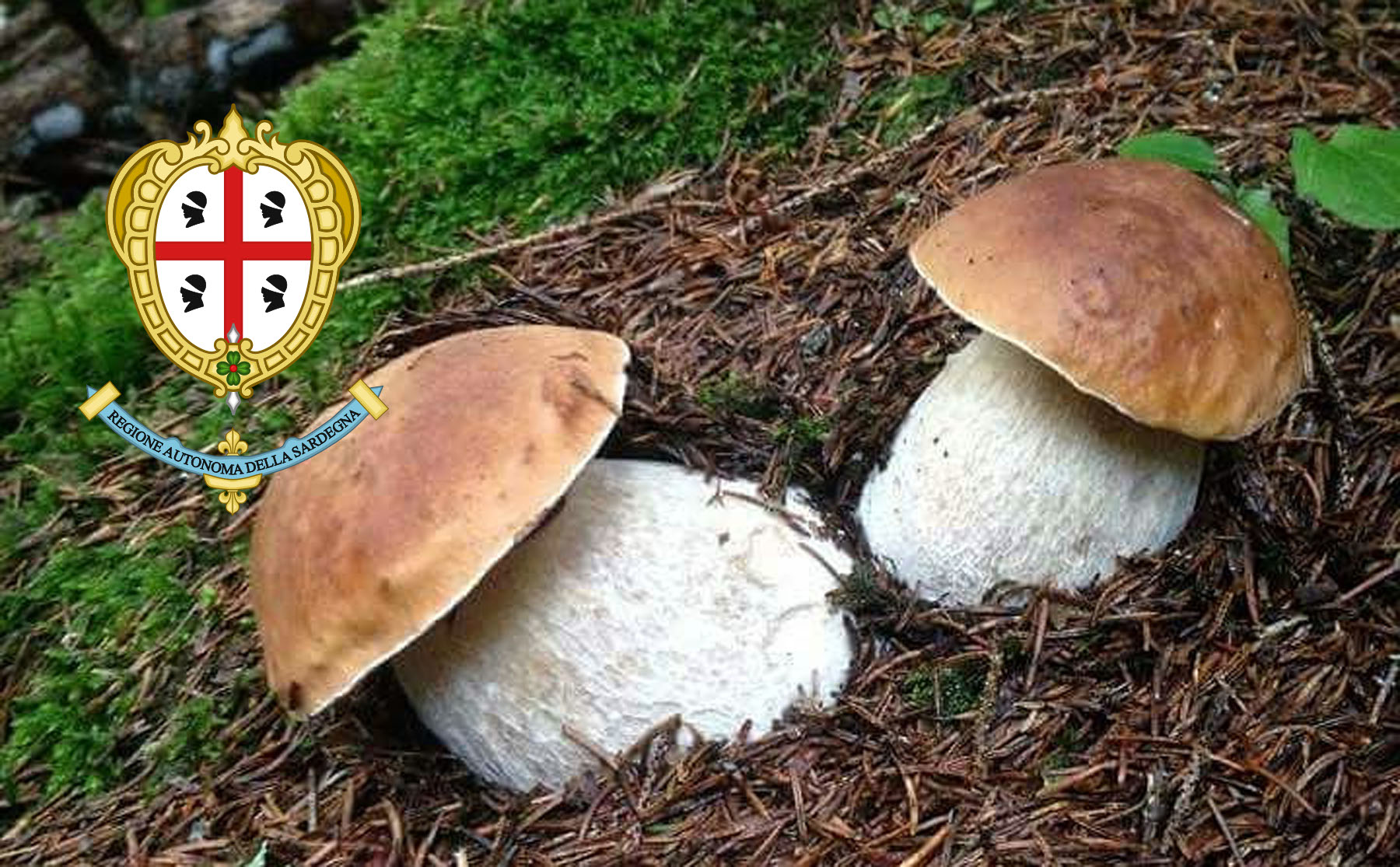 Dove trovare funghi porcini in Sardegna? Cacciatoridifunghi