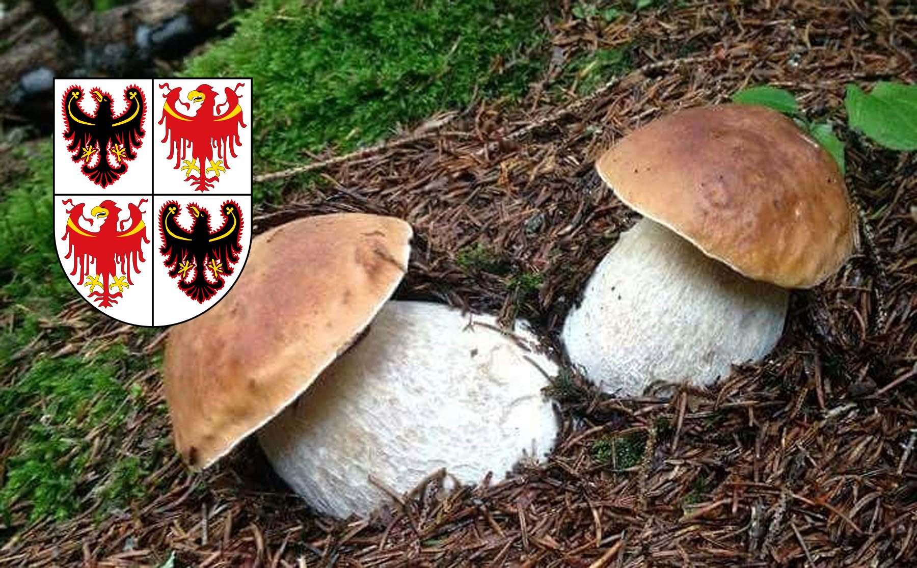 Dove trovare funghi porcini in TrentinoAlto Adige? Cacciatoridifunghi