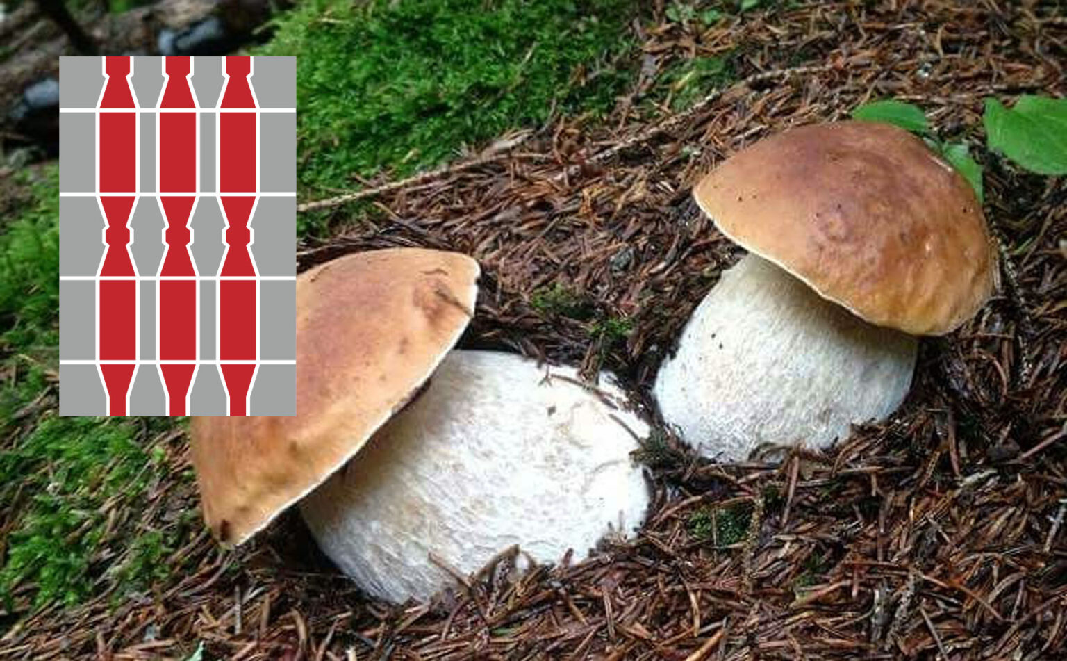Dove trovare funghi porcini in Umbria? Cacciatoridifunghi