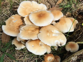 Funghi pioppini - periodo di raccolta