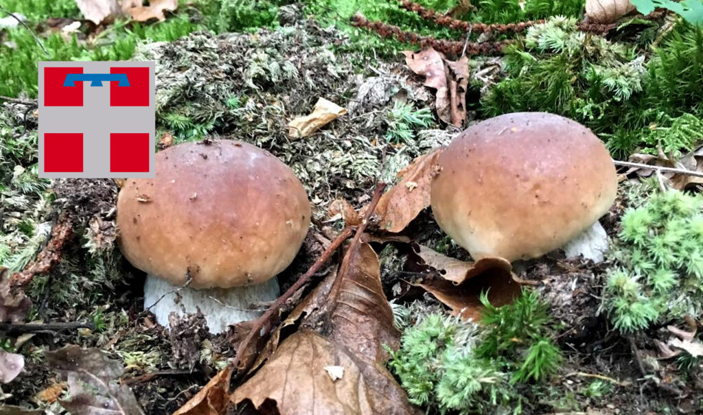HUCH! Tesori Della Foresta – Gioco Da Tavolo Sui Funghi, 2-5 Giocatori, 8+ Anni