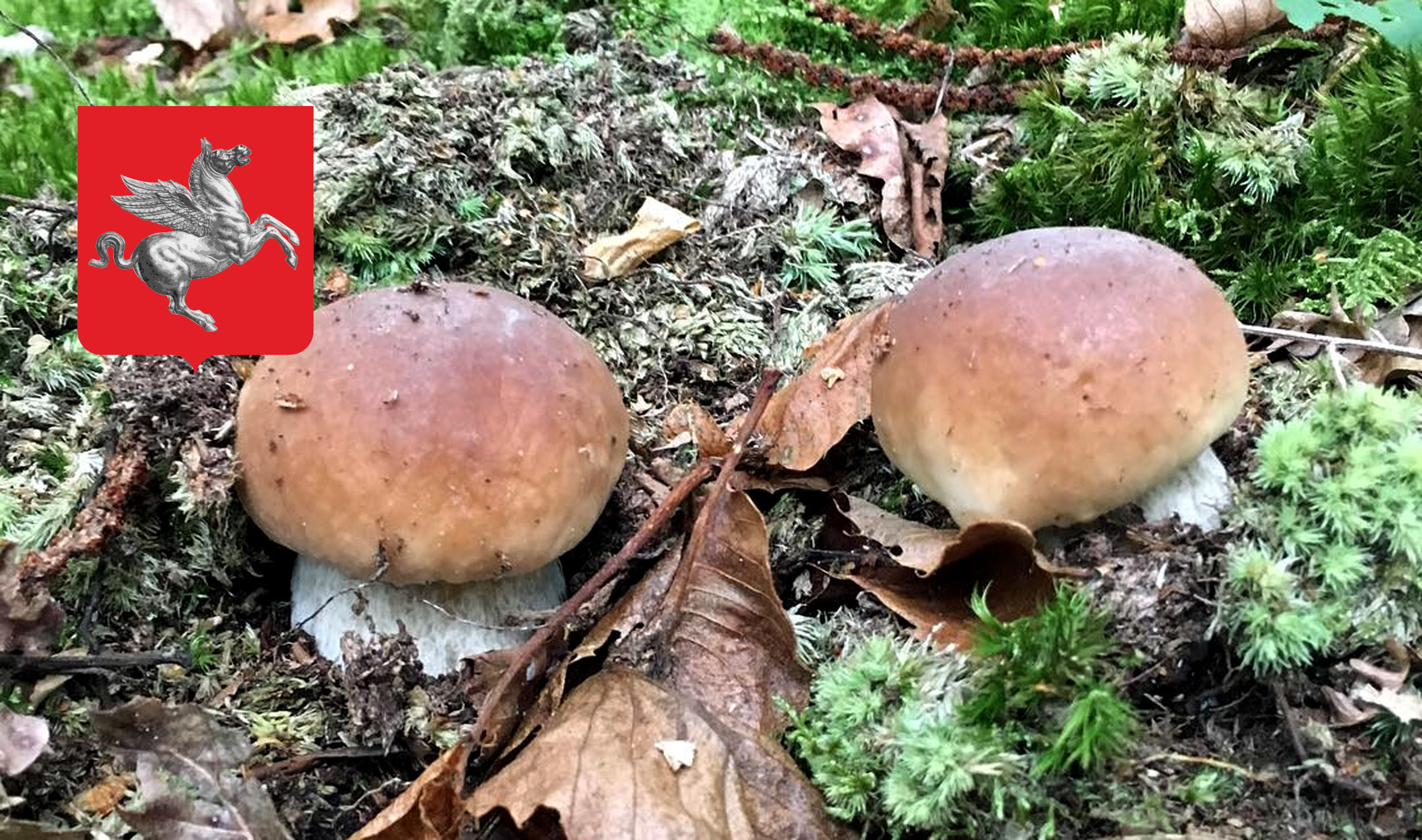 Periodo funghi porcini Toscana Cacciatoridifunghi