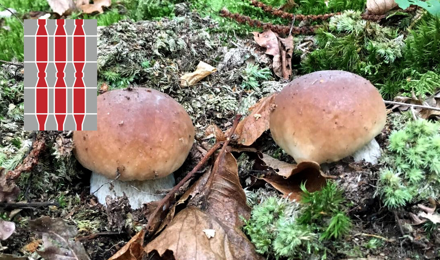 Periodo funghi porcini Umbria Cacciatoridifunghi