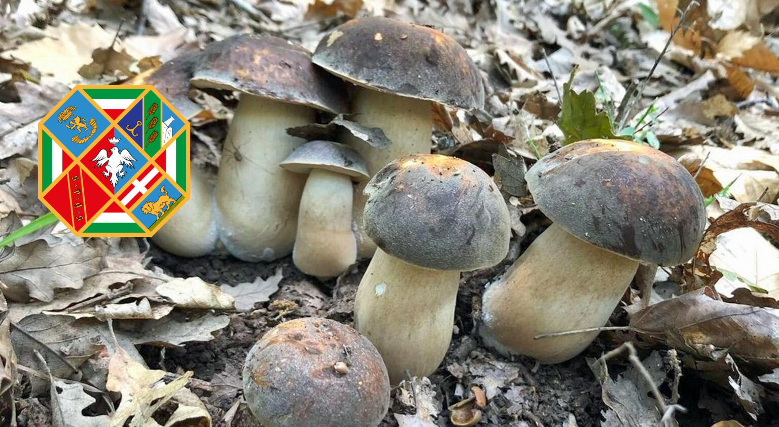 Raccolta funghi Lazio Cacciatoridifunghi