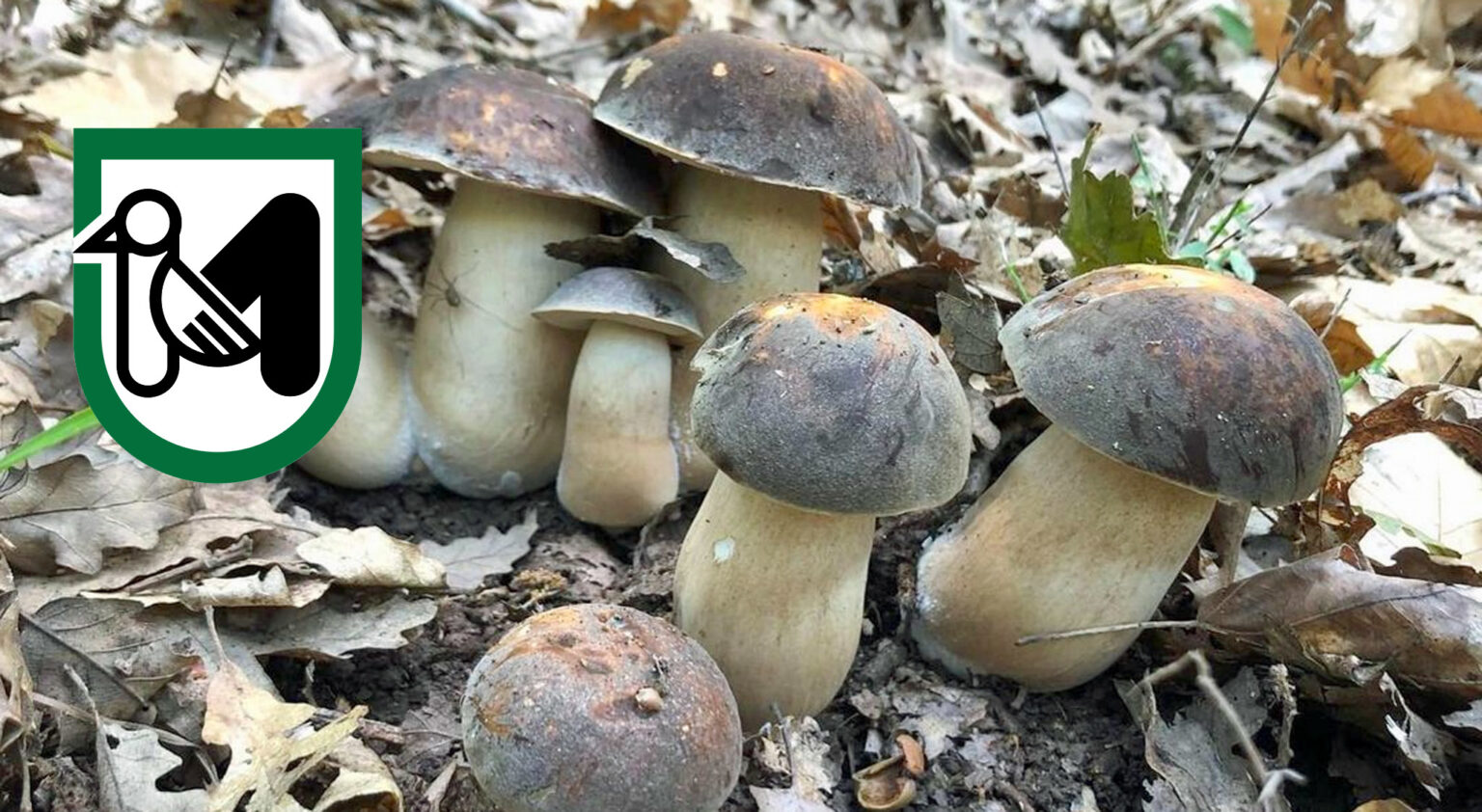 Raccolta funghi Marche Cacciatoridifunghi