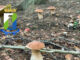 Situazione funghi in Abruzzo