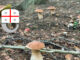 Situazione funghi in Liguria