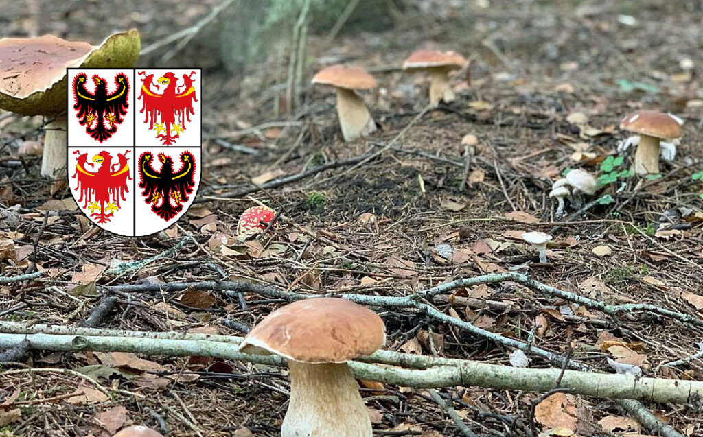 Situazione funghi in Trentino Alto Adige