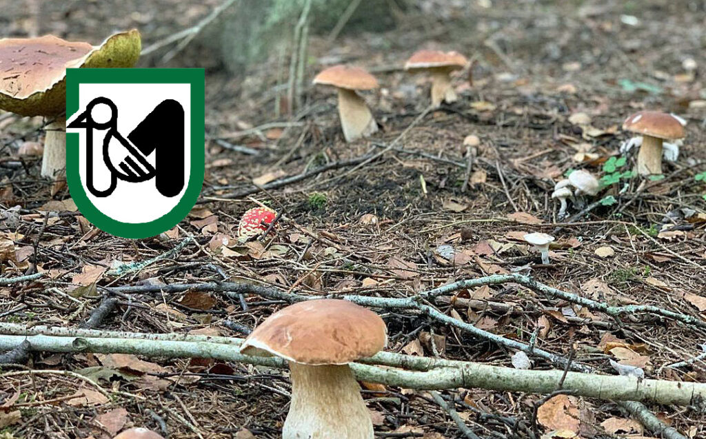 Situazione funghi nelle Marche
