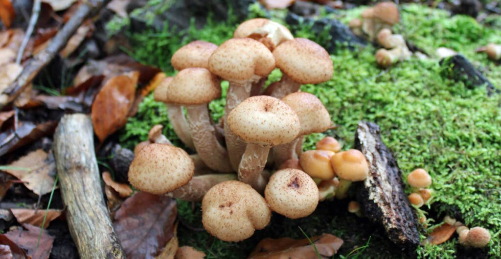 chiodini (armillaria mellea) in montagna