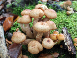 chiodini (armillaria mellea) in montagna