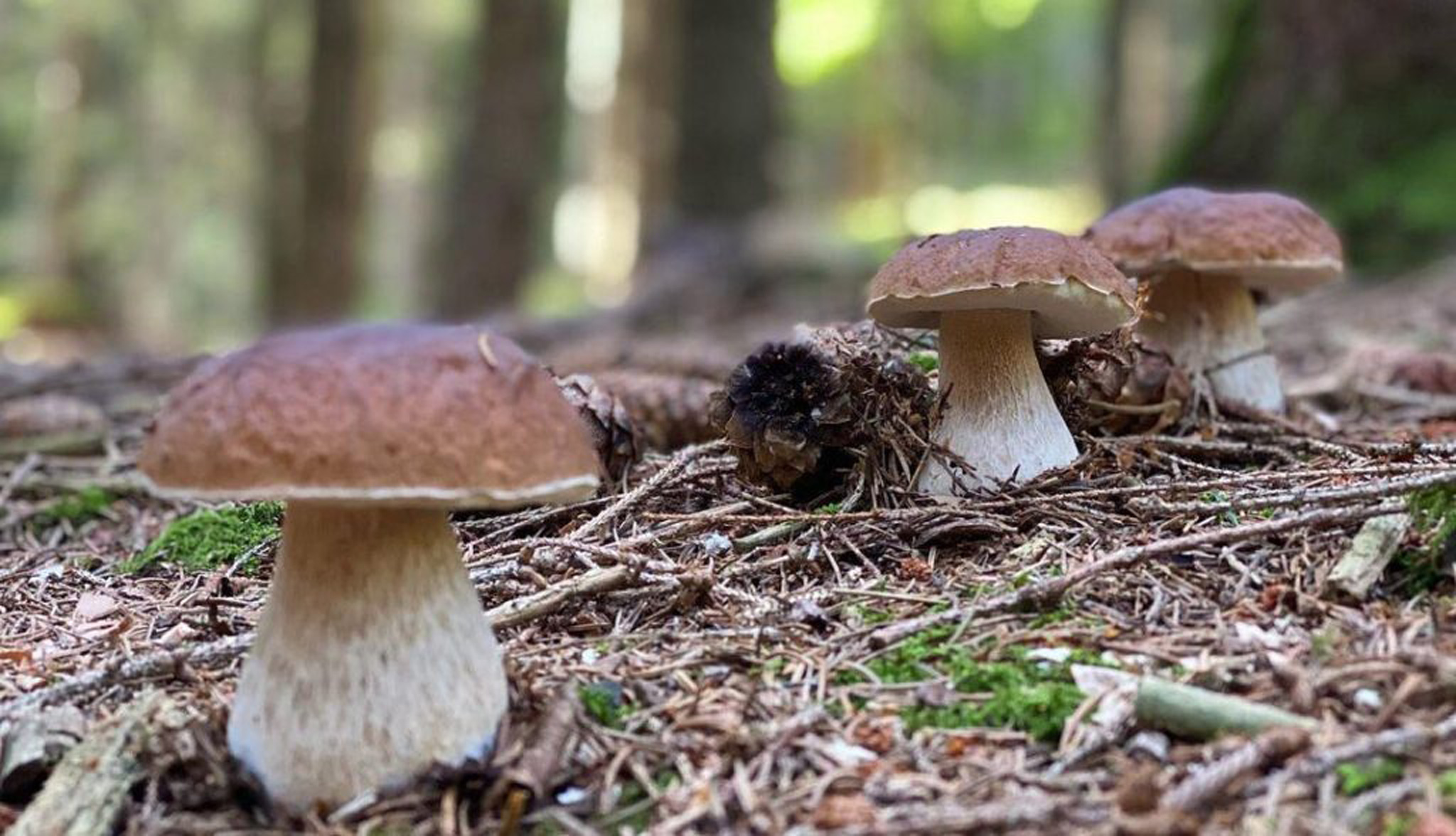 Funghi autunnali (settembre, ottobre, novembre) - Cacciatoridifunghi