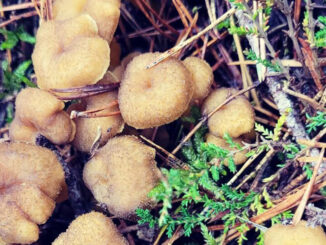 funghi invernali