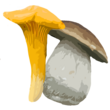 Mappa dei PORCINI & GALLETTI